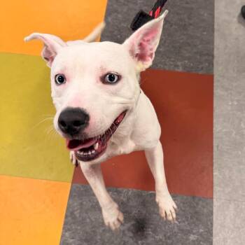 Darling -  Mixed Breed Dog for Adoption in Philadelphia, Pennsylvania - Darling | PetCurious