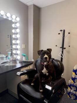 Pippy -  Pit Bull Terrier Dog for Adoption in Seville, Ohio - Pippy | PetCurious