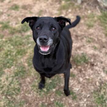 Journey -  Black Labrador Retriever and Mixed Breed Dog for Adoption in Brownsboro, Alabama - Journey | PetCurious