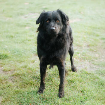 Rescue Flat Coated Retriever Dogs for Adoption in Northbrook, Illinois - Avery | PetCurious
