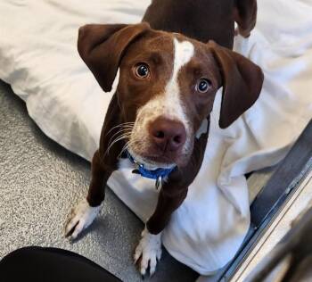 POPTART -  Pointer and Mixed Breed Dog for Adoption in St. Louis, Missouri - POPTART | PetCurious