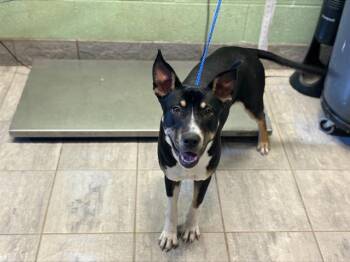 American Staffordshire Terrier and Mixed Breed Dogs Available for Adoption in Grand Prairie, Texas - REEF | PetCurious