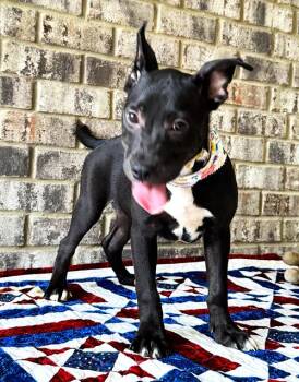 Catahoula Leopard Dog and American Bulldog Dogs Available for Adoption in Munford, Tennessee - Nibs | PetCurious