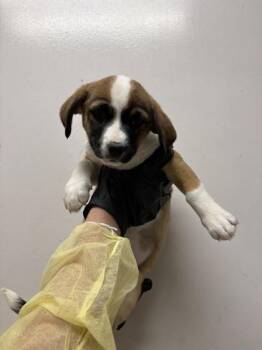 Bernese Mountain Dog and Beagle Dogs Available for Adoption in Morton Grove, Illinois - Florian | PetCurious