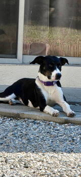 Rescue Shepherd Dogs for Adoption in Fullerton, California - Lulu | PetCurious