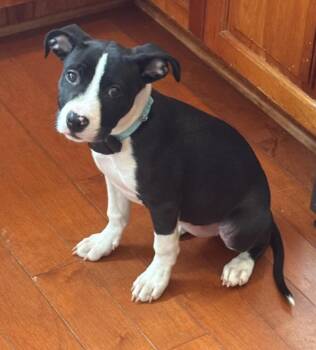 Pit Bull Terrier and Mixed Breed Dogs Available for Adoption - Lucy | PetCurious