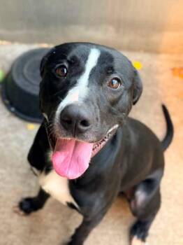 Brussels Sprouts -  Pit Bull Terrier Dog for Adoption in Chicago, Illinois - Brussels Sprouts | PetCurious