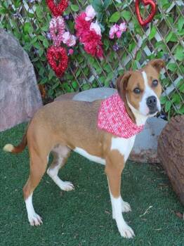 Beagle and Mixed Breed Dogs Available for Adoption - MOCHA | PetCurious
