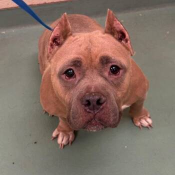Mollie -  Mixed Breed Dog for Adoption in Memphis, Tennessee - Mollie | PetCurious