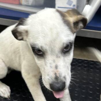 Mixed Breed Dogs Available for Adoption in Houston, Texas - Luigi | PetCurious