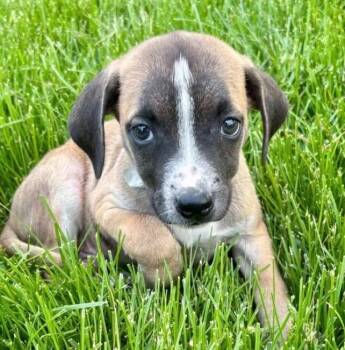 Mastiff and Shepherd Dogs Available for Adoption in Plainfield, Illinois - Emmet | PetCurious