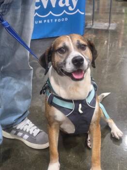 German Shepherd Dog and Collie Dogs Available for Adoption in Norfolk, Virginia - Luke | PetCurious