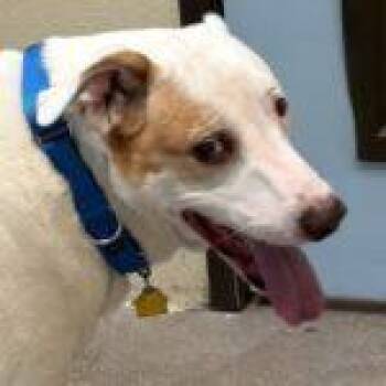 Rescue Hound Dogs for Adoption in Green Valley, Arizona - Buddy | PetCurious