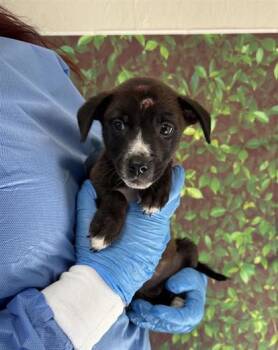 Rescue Labrador Retriever and Mixed Breed Dogs for Adoption in San Antonio, Texas - Second Chance | PetCurious
