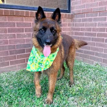 Belgian Shepherd Malinois Dogs Available for Adoption - Maluma | PetCurious