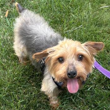 Buttons (and Zippy) -  Yorkshire Terrier Dog for Adoption - Buttons (and Zippy) | PetCurious