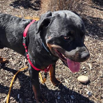 Luffy -  Mixed Breed Dog for Adoption in Park City, Utah - Luffy | PetCurious