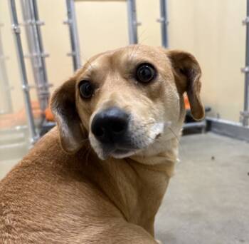 Rescue Dachshund Dogs for Adoption in Sioux City, Iowa - Chia | PetCurious