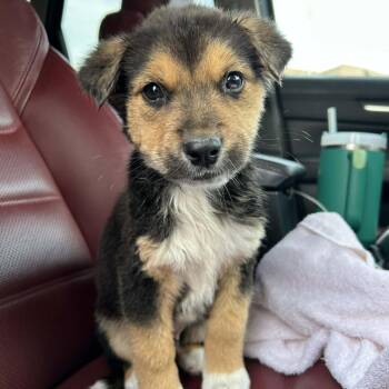 Shepherd Dogs Available for Adoption - Whiskey KV | PetCurious
