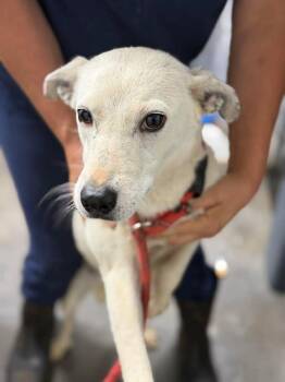 Australian Cattle Dog Blue Heeler and Shepherd Dogs Available for Adoption in Munfordville, Kentucky - Courtney Love | PetCurious