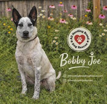 Bobby Joe "Bob" -  Australian Cattle Dog Blue Heeler Dog for Adoption in Joliet, Illinois - Bobby Joe "Bob" | PetCurious