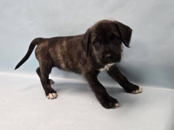 Mantis -  Labrador Retriever and Mixed Breed Dog for Adoption in Minneapolis, Minnesota - Mantis | PetCurious