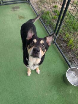 Mako -  Australian Kelpie Dog for Adoption in Lakeland, Florida - Mako | PetCurious