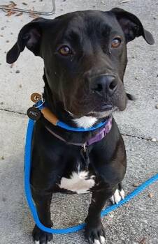 Mixed Breed Dogs Available for Adoption - SIX SEVEN | PetCurious