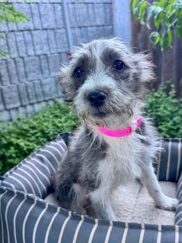 Terrier Dogs Available for Adoption in Fresno, California - BABY TILLY  | PetCurious