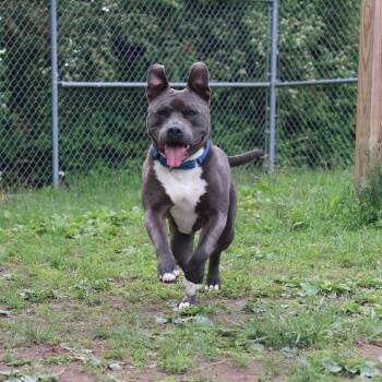 Bryce -  Pit Bull Terrier and Mixed Breed Dog for Adoption in Springfield, Illinois - Bryce | PetCurious