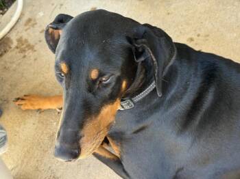 Rescue Doberman Pinscher Dogs for Adoption in Shingle Springs, California - 25Sally | PetCurious