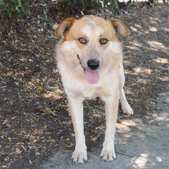 BUSTER BROWN -  Australian Shepherd and Mixed Breed Dog for Adoption in Richmond, California - BUSTER BROWN | PetCurious