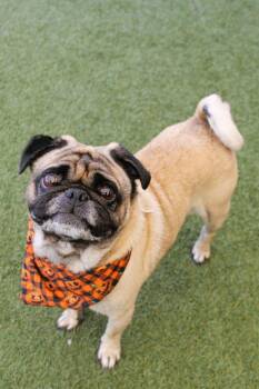 Pilot -  Pug Dog for Adoption in Gardena, California - Pilot | PetCurious