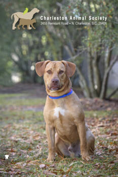 Rescue Labrador Retriever and Mixed Breed Dogs for Adoption in North Charleston, South Carolina - 89056a Denji | PetCurious