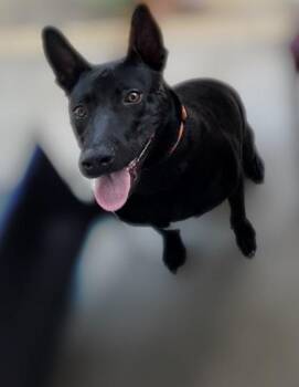 Jello -  Labrador Retriever and Belgian Shepherd Malinois Dog for Adoption in Carlsbad, California - Jello | PetCurious