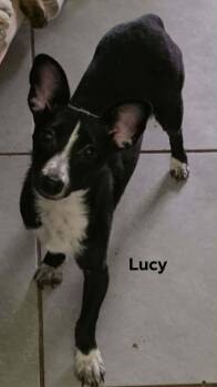 Mixed Breed Dogs Available for Adoption in Severance, Colorado - Lucy | PetCurious