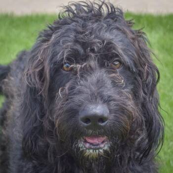 Milo -  Poodle and Black Labrador Retriever Dog for Adoption in Huntley, Illinois - Milo | PetCurious