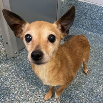 Nana -  Chihuahua Dog for Adoption in Greensboro, North Carolina - Nana | PetCurious