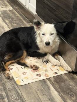 Border Collie Dogs Available for Adoption - Flipper | PetCurious