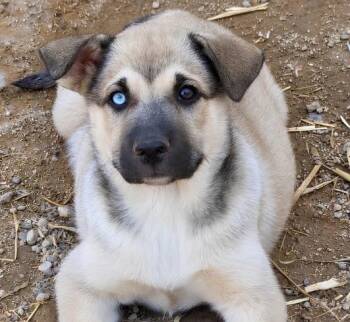 Barbie -  German Shepherd Dog Dog for Adoption in Naperville, Illinois - Barbie | PetCurious