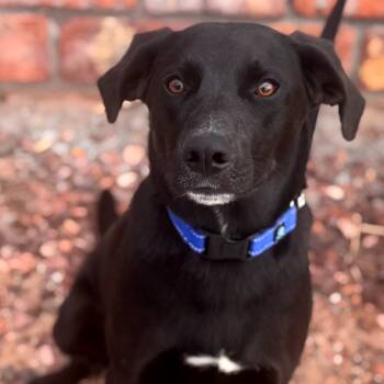 Rescue Catahoula Leopard Dog Dogs for Adoption in Yuma, Arizona - Bosco | PetCurious