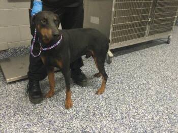 MIDNIGHT -  Doberman Pinscher Dog for Adoption in Thousand Palms, California - MIDNIGHT | PetCurious