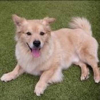 CT Skeeter -  Corgi and Mixed Breed Dog for Adoption in Stormville, New York - CT Skeeter | PetCurious