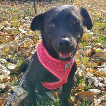 Rescue Dachshund and Labrador Retriever Dogs for Adoption in Normal, Illinois - Cupcake | PetCurious