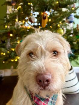 Melvin -  Wheaten Terrier Dog for Adoption in Pottstown, Pennsylvania - Melvin | PetCurious
