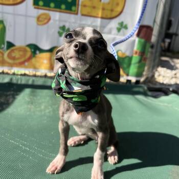 Chihuahua Dogs Available for Adoption - Sugar | PetCurious