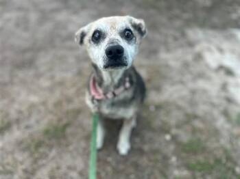 Terrier Dogs Available for Adoption - HILDA | PetCurious