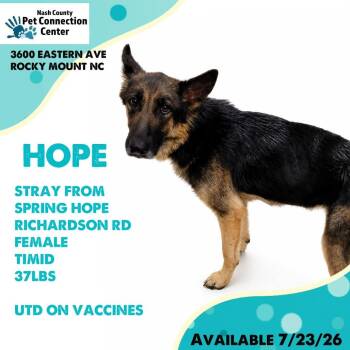 HOPE  Available 7/23 - ADOPTION or RESCUE! -  German Shepherd Dog and Mixed Breed Dog for Adoption in Nashville, North Carolina - HOPE  Available 7/23 - ADOPTION Or RESCUE! | PetCurious