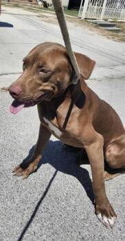 MER -  American Staffordshire Terrier Dog for Adoption in San Antonio, Texas - MER | PetCurious