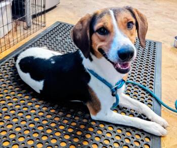 Snoopy -  Beagle and Treeing Walker Coonhound Dog for Adoption in Mena, Arkansas - Snoopy | PetCurious